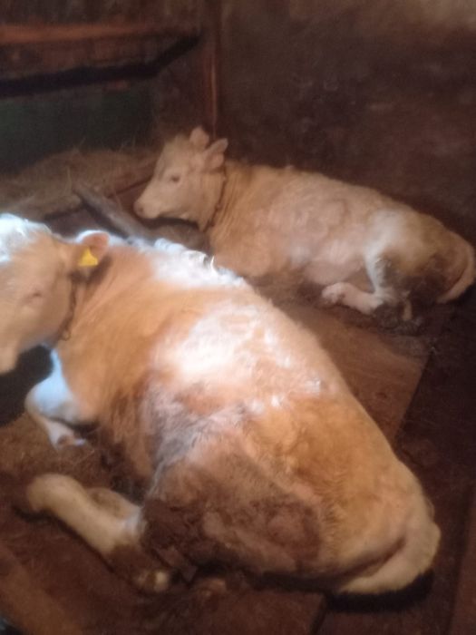 Продам телок (КРС)