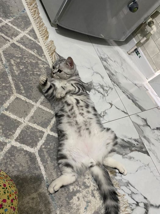 Кот британский красивый