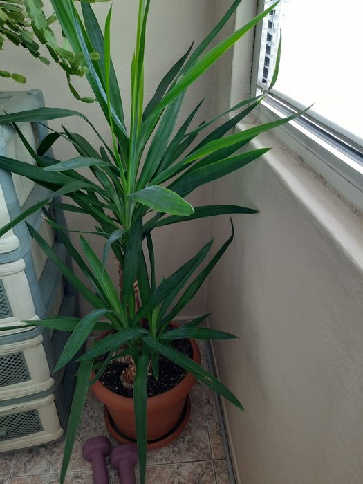 ЮКА              .