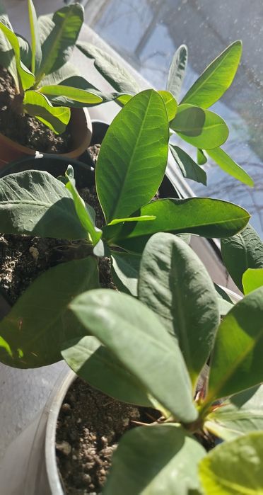 Молочай миля крупноцветковый