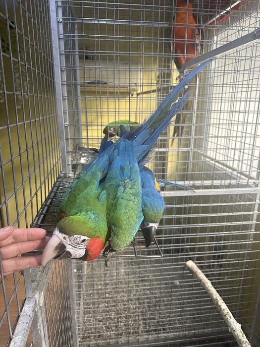 Pui papagal ara araruna