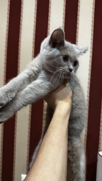 Продается Котик породистый скоттиш страйт