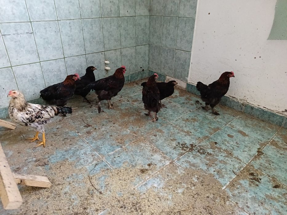 Găini marans de vanzare