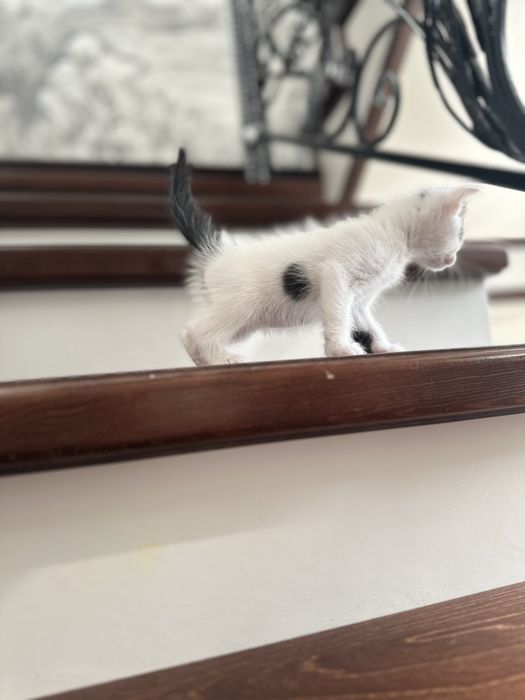 В добрые руки котятки