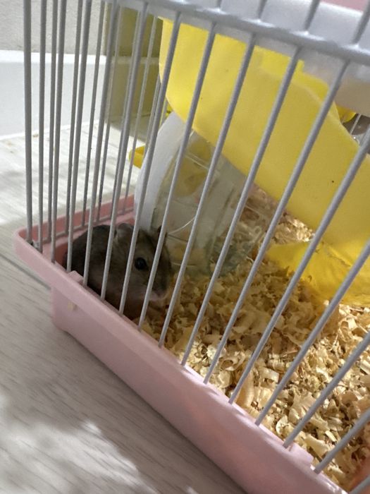 Хомяки джунгарские