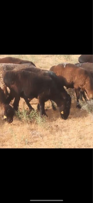 Тоқтылар Сатылады