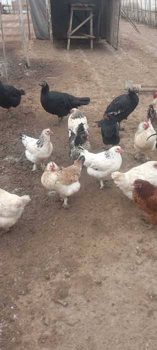 Тауық қораз сатамын