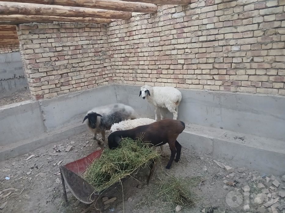 Qazoqichalar sotiladi oqchalar