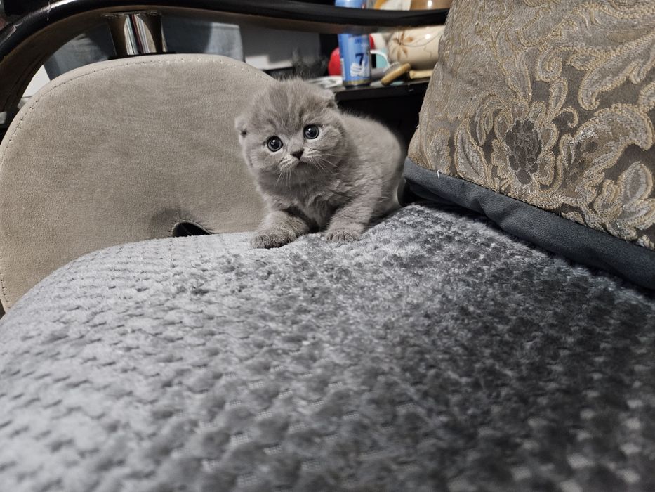 Породистые котята