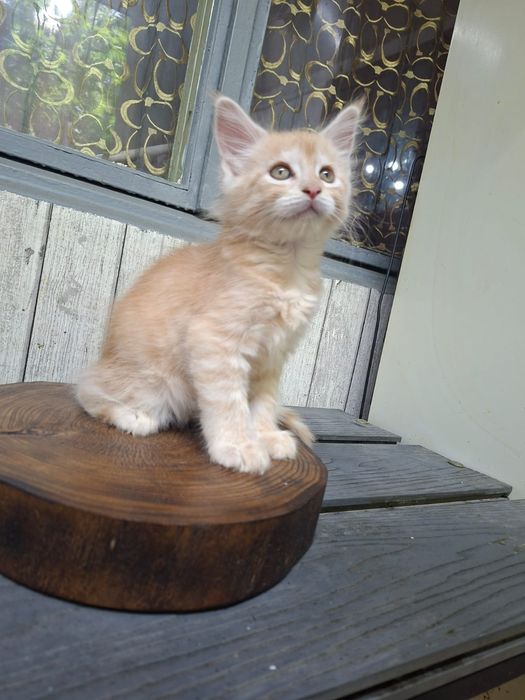Котята породы Мейн-кун