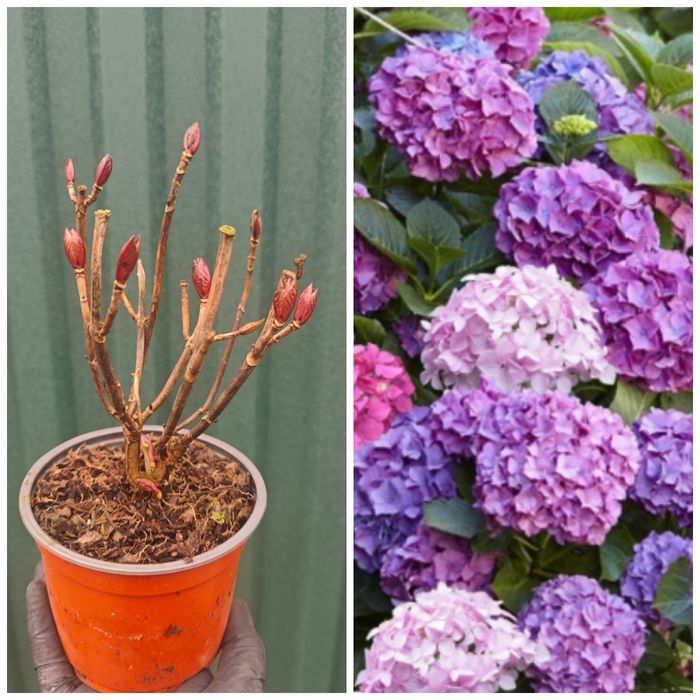 Продам гортензии