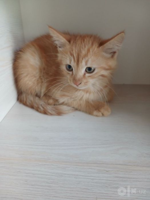 Отдадим котенка бесплатно!