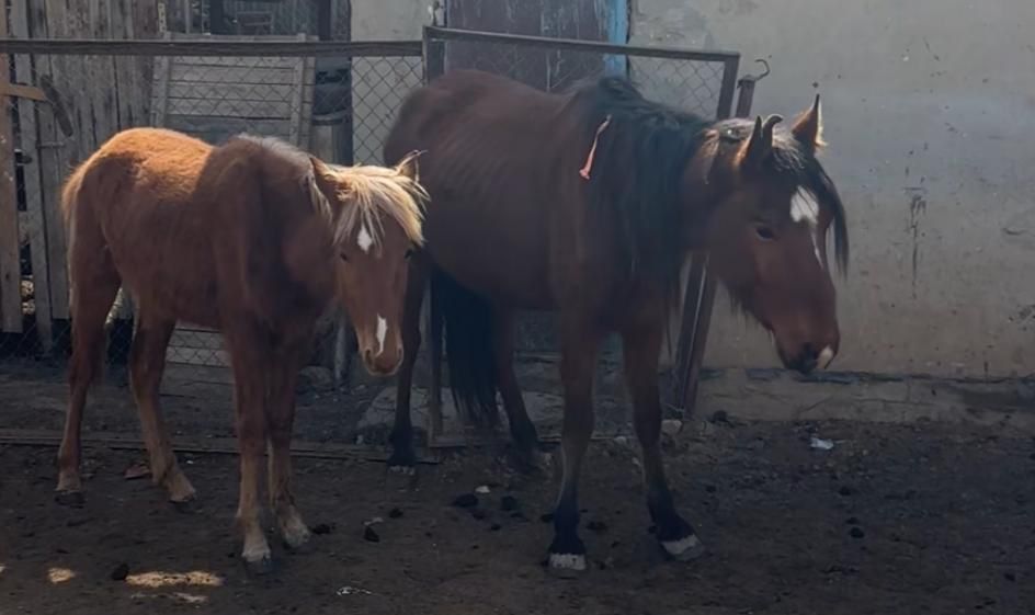 Тез арада,сатылымға үйір жылқы шығарылады!