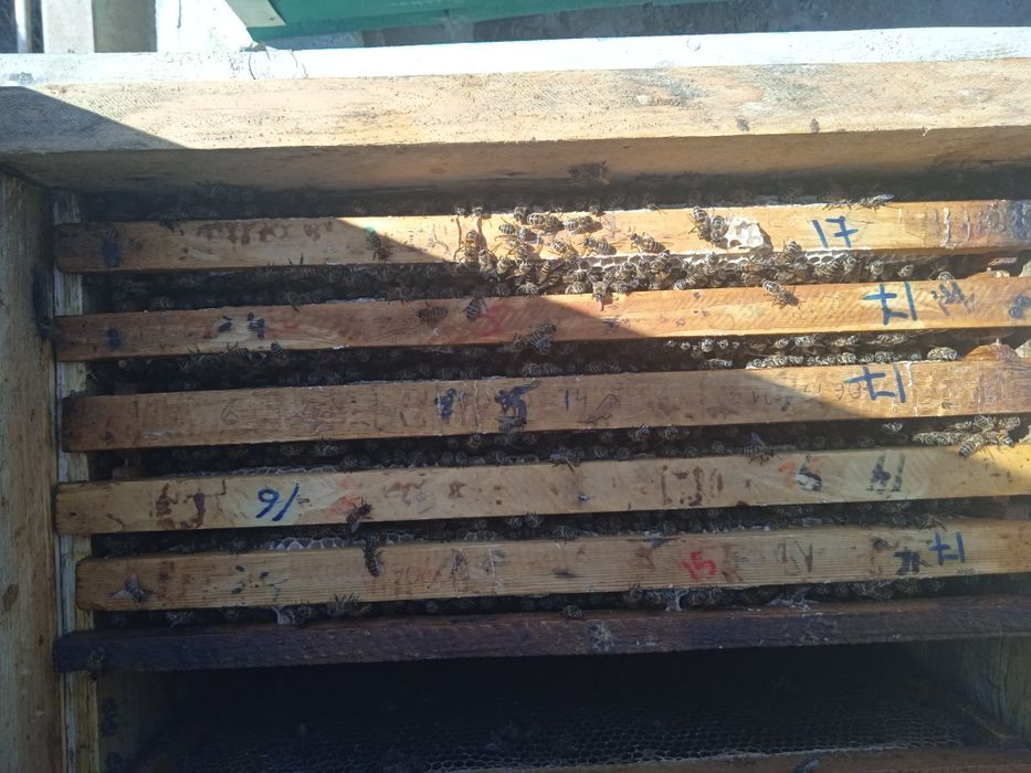 Asalari oilasi bilan sotiladi