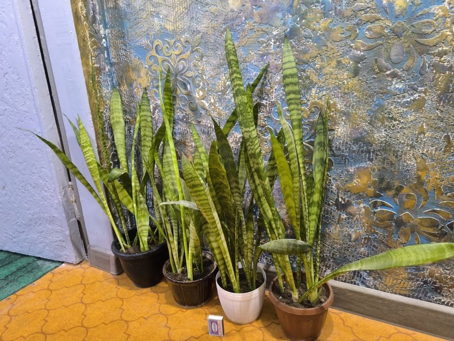 Сансевьера. Цветы для дома и офиса.