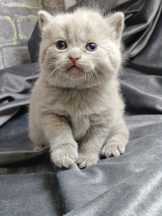 Продам шотландских котяток