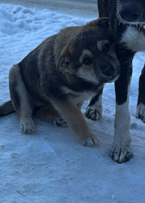 отдам собачку в добрые руки