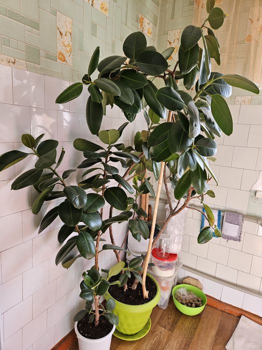 Цветы комнатные 4 горшка