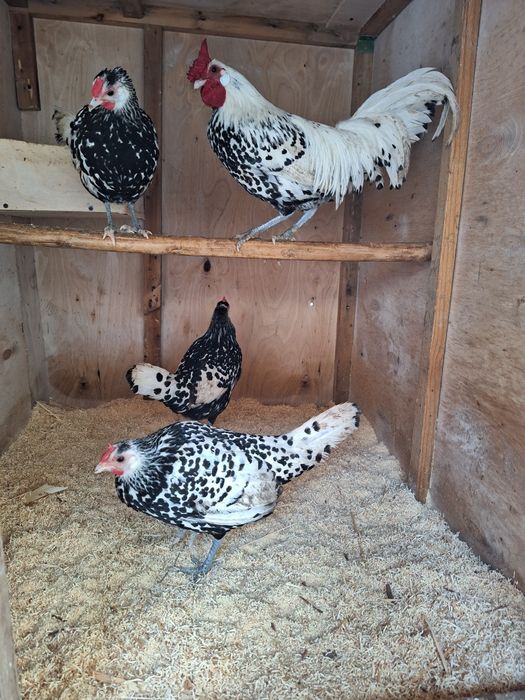 Gamburg tovuq tuxumlari sotiladi 15 000 ming so‘mdan