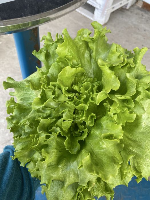 Vand salatata verde !