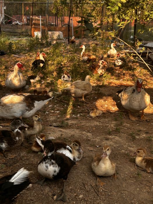 Продоются Индоутки,Селезни