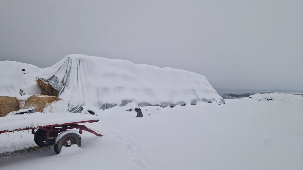 Baloți de paie din grâu