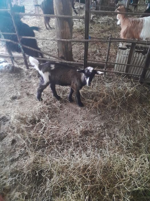Vând tap ciut genetic