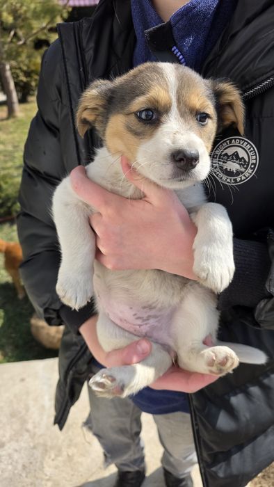 Отдадим щенят в хорошие руки!