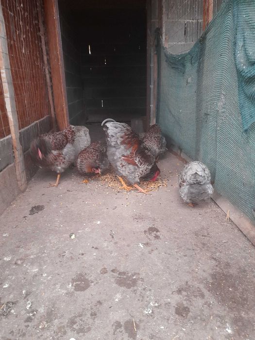 Găini wyanditte rosu-albastru de vinzare