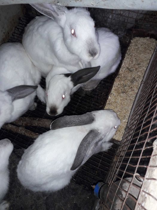 Кролики с гарантии домашние