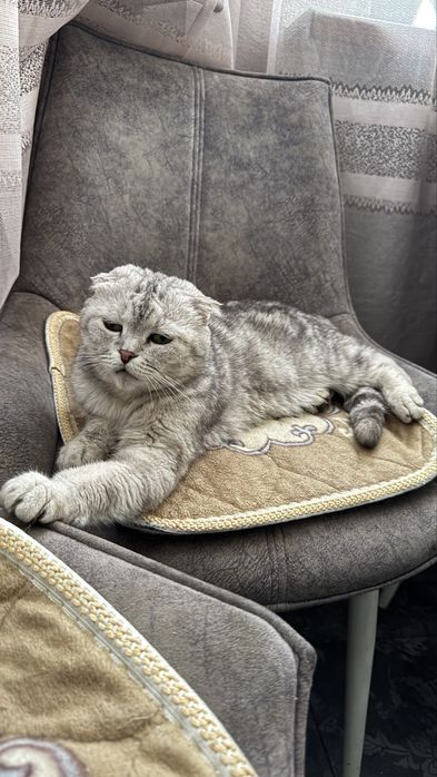 Кошка в добрые руки