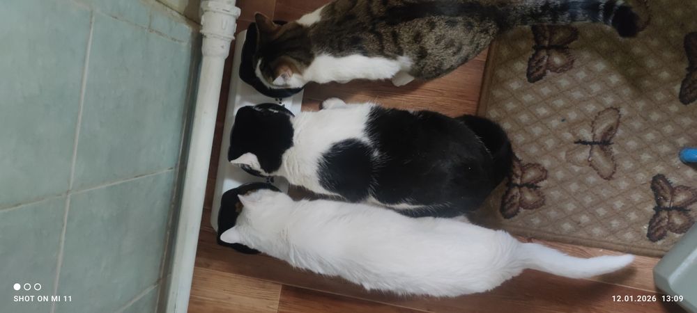 Отдам в ДОБРЫЕ руки Срочно!!!