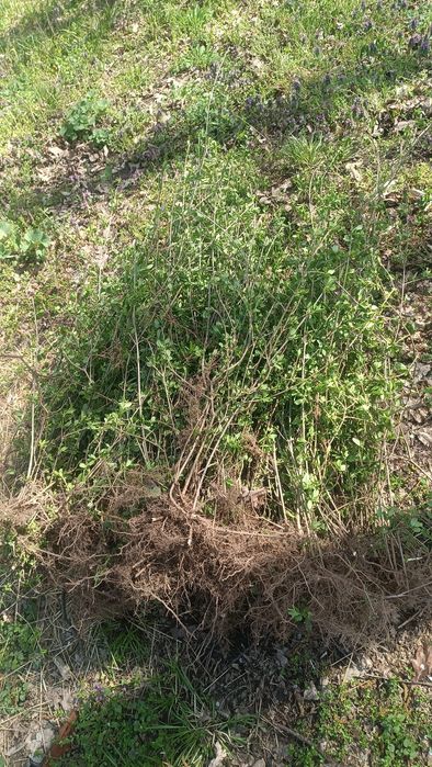 Piatră transport manoperă, Plante, lemn câinesc gard viu, brăduți pentru evenimentele