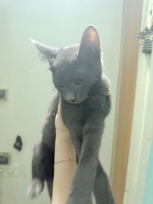 Отдам котенка в хорошие руки