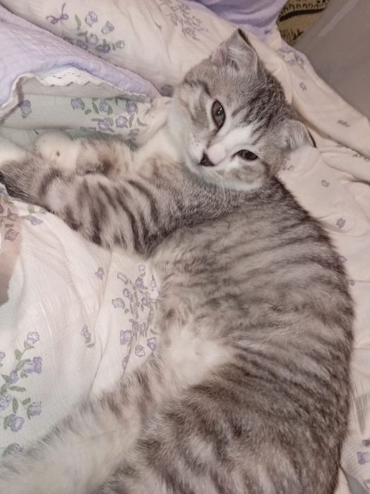 Кошка имя Мила ищу самца для вязки