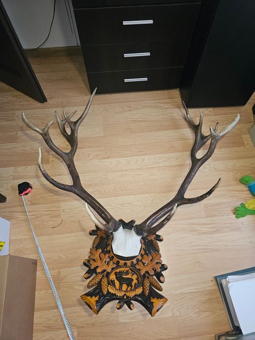 REDUCERE Trofeu coarne cerb 8 raze 135 cm cu panoplie sculptată manual