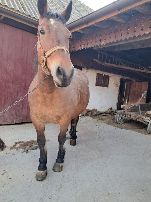 Cal (iapă) de 7 ani