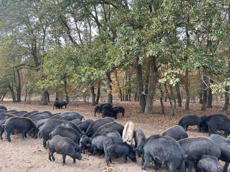 Продавам прасета източнобалканска порода