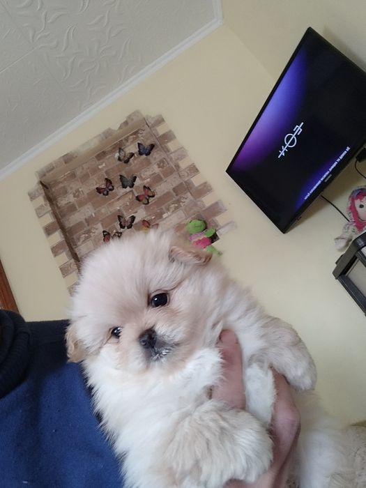 Пекинезчета нов дом