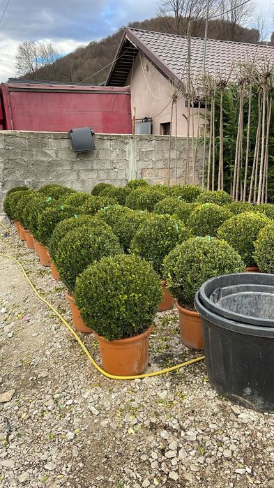 Buxus globular Eunimus globular