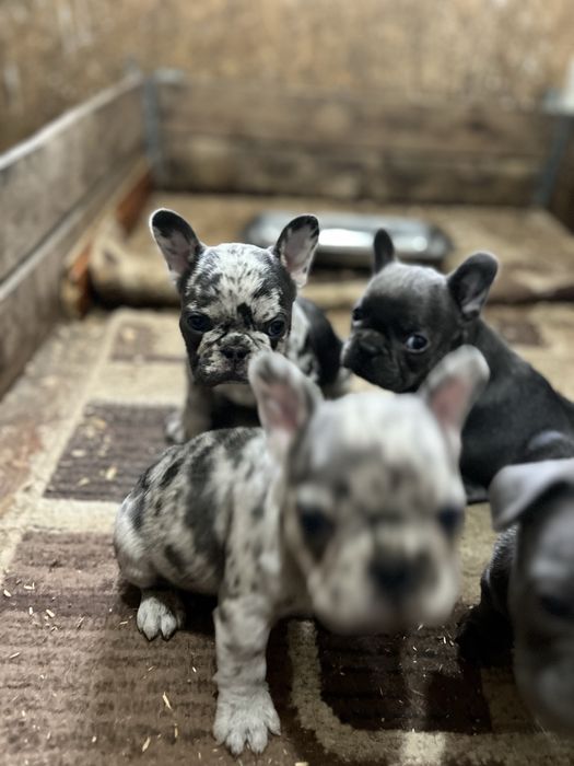 Эксклюзивные французики