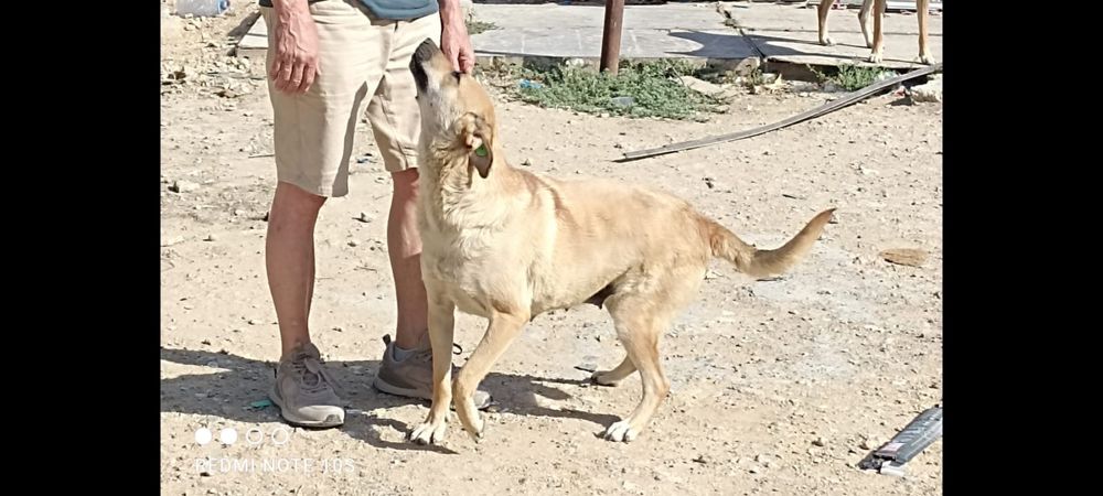 Отдам в добрые пуки двух собачек