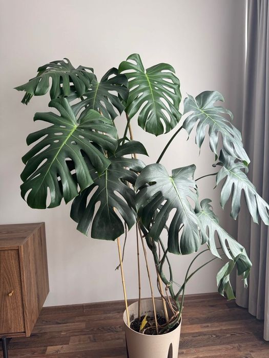 Растение Монстера (monstera deliciosa)