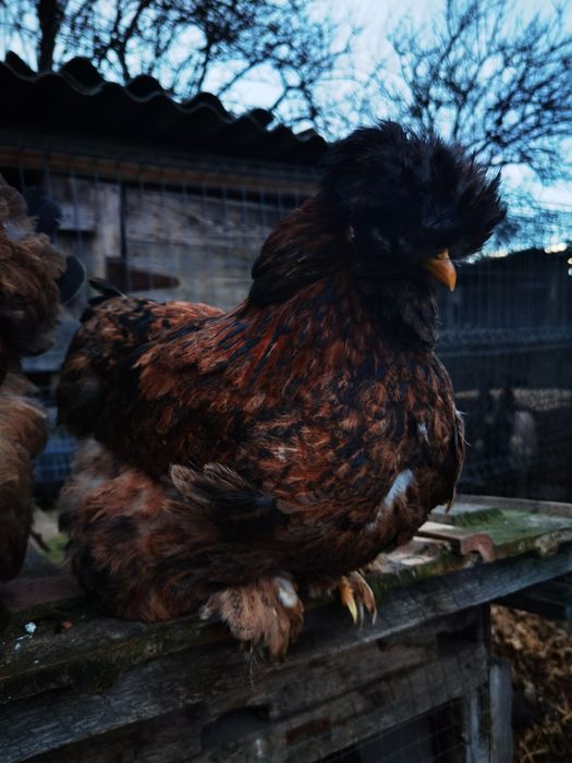 Vând ouă de la găini moțate încălțate și cu barbă