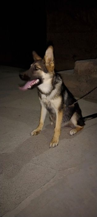 Немецкая овчарка. 6 ойлик.