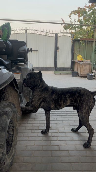 Вязка Кане-Корсо