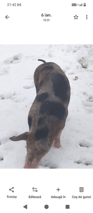 Se vinde oricare dintre ei