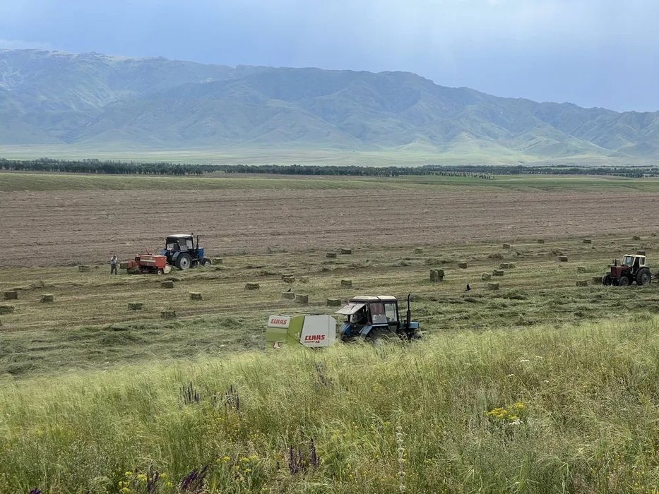 Суданка тукым суданка семена
