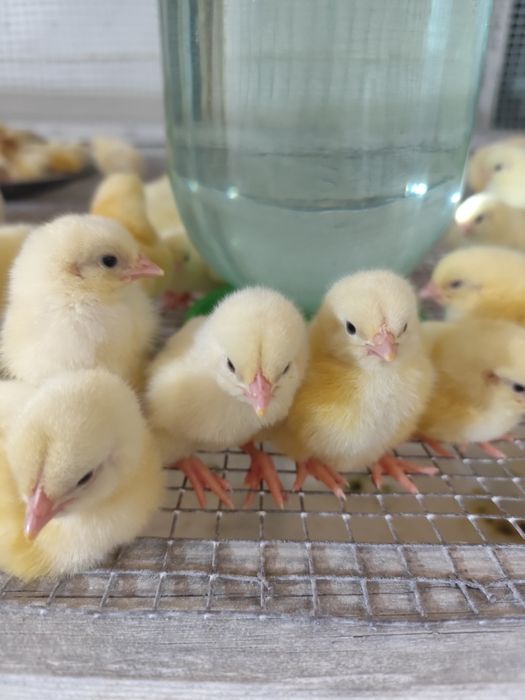 Подрощенная птица!