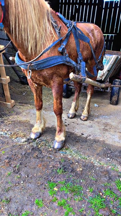 de vanzare cal de 8 ani